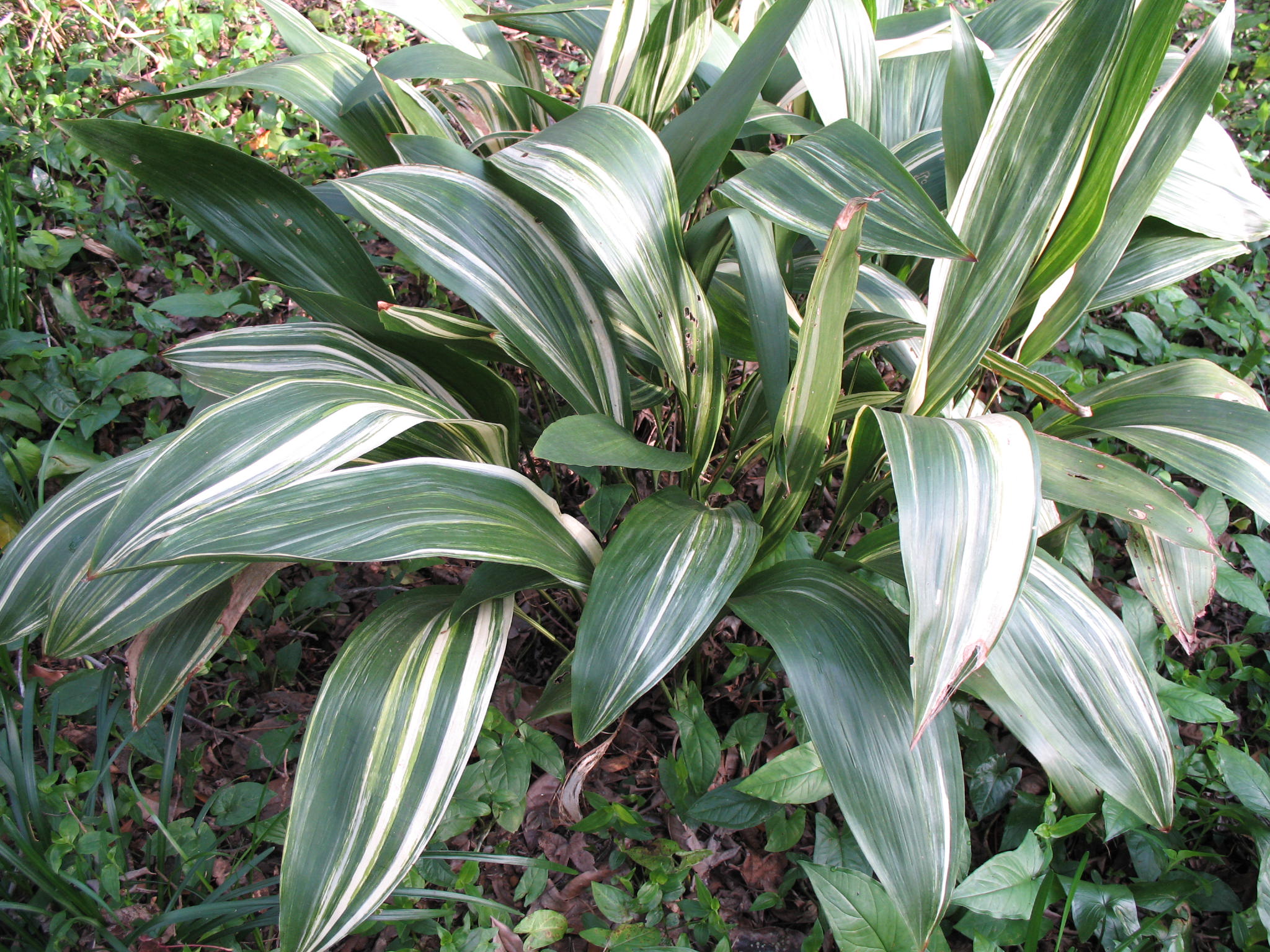 Online Plant Guide Aspidistra Elatior Variegata Variegated Aspidistra online-plant-guide-aspidistra-elatior-variegata-variegated-aspidistra